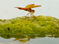 Dragonfly on Algae